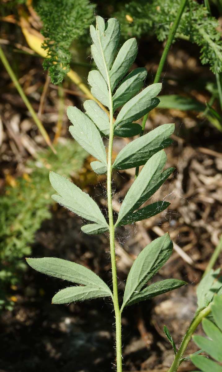 Изображение особи Potentilla bifurca.