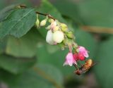 Symphoricarpos albus var. laevigatus