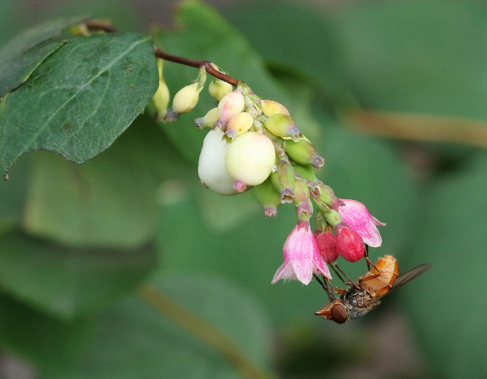 Изображение особи Symphoricarpos albus var. laevigatus.