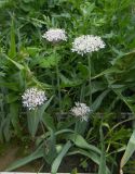 Allium kharputense