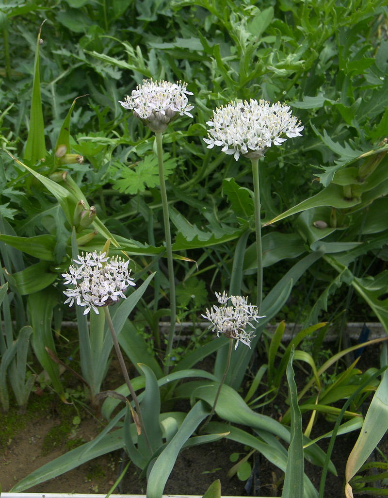Image of Allium kharputense specimen.