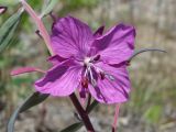 Chamaenerion latifolium. Цветок. Магаданская обл., Ольский р-н, окр. пгт Ола, пойма р. Ола, песчано-галечная коса. 30.06.2017.