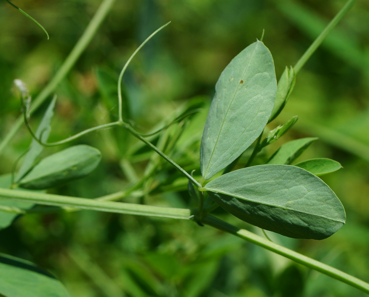 Изображение особи Lathyrus tuberosus.