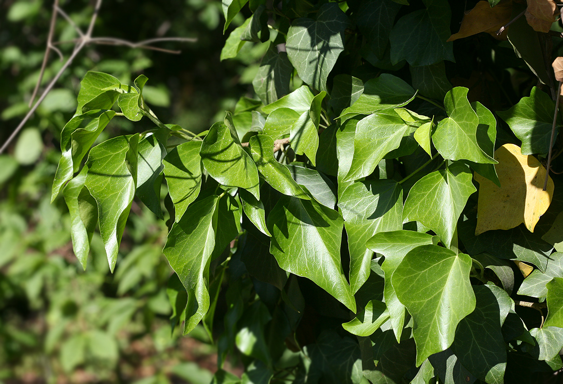 Изображение особи Hedera helix.