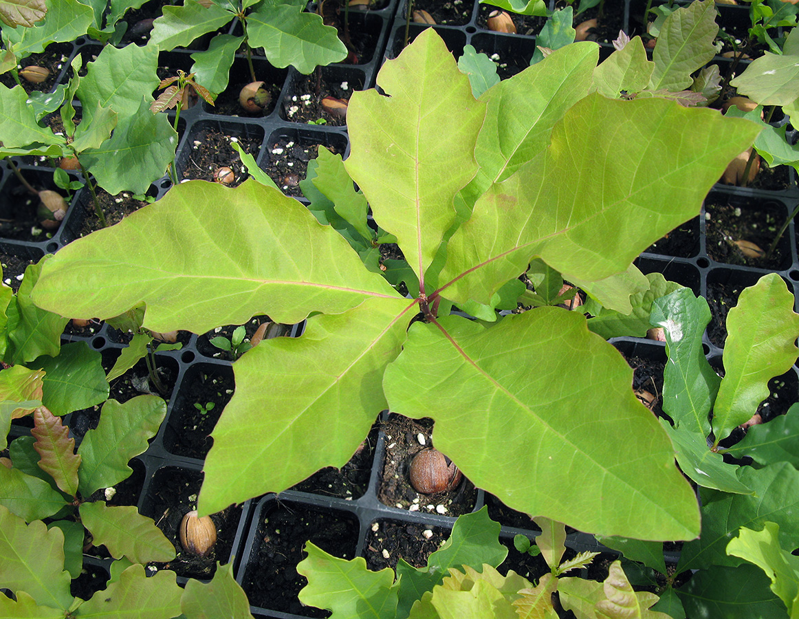 Image of Quercus cerris specimen.