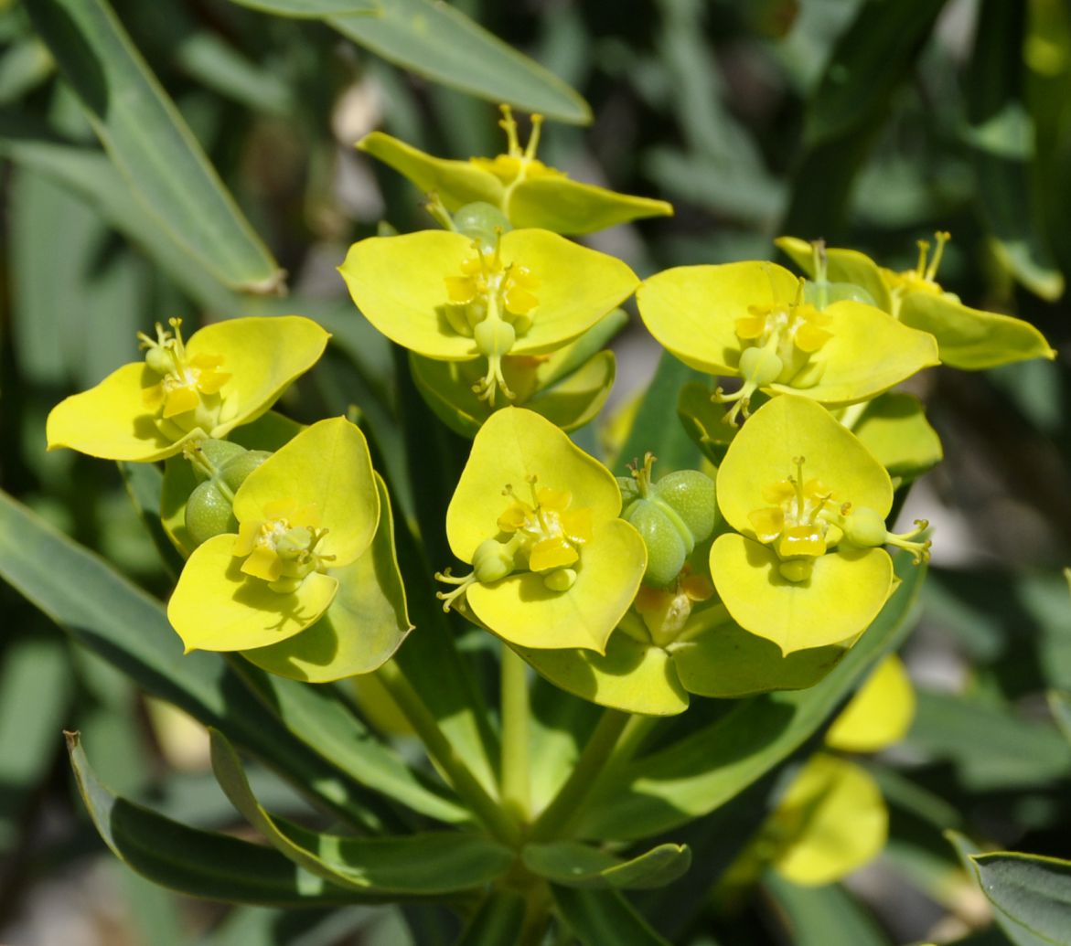 Изображение особи Euphorbia dendroides.