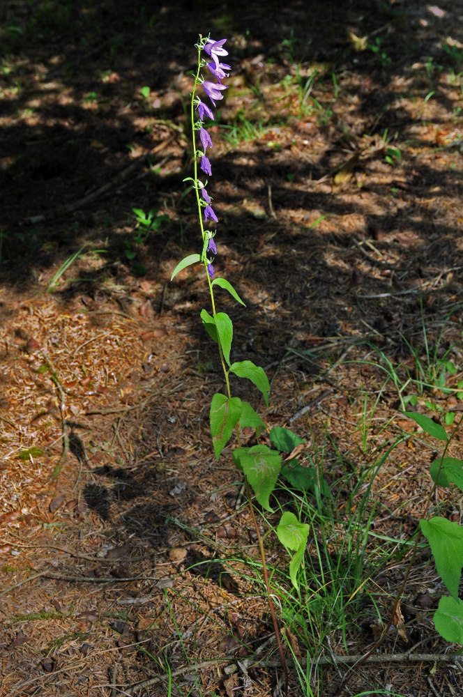 Image of Campanula rapunculoides specimen.