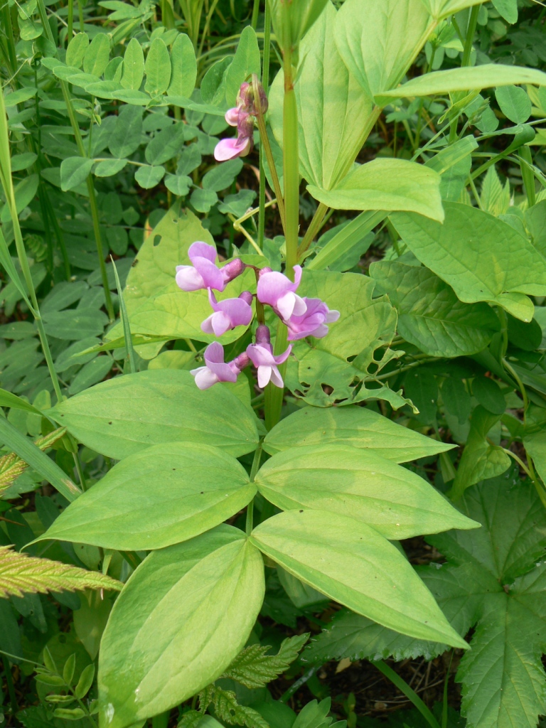 Изображение особи Lathyrus komarovii.