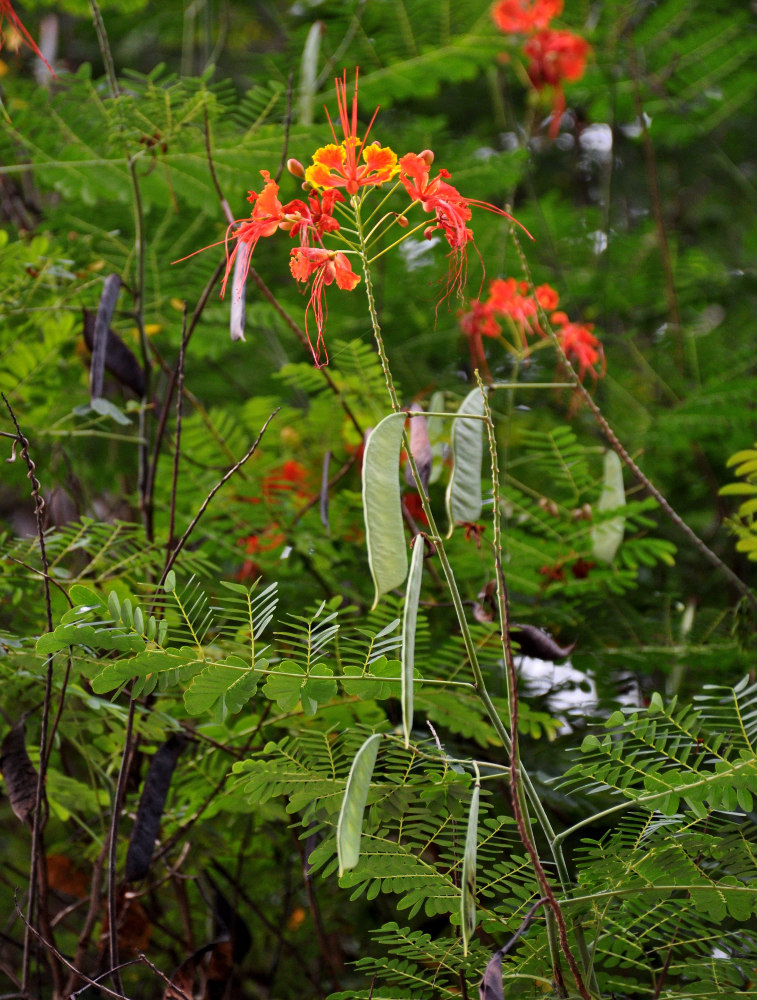 Изображение особи Caesalpinia pulcherrima.