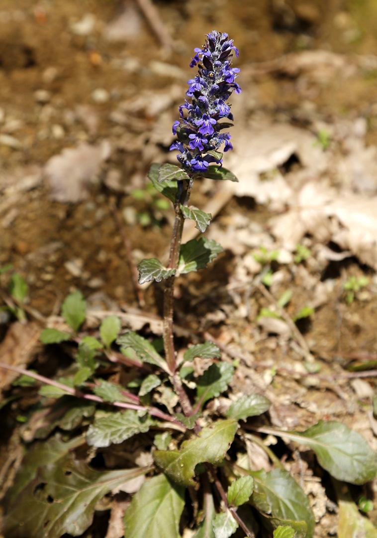 Image of Ajuga reptans specimen.