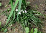 Ornithogalum kochii