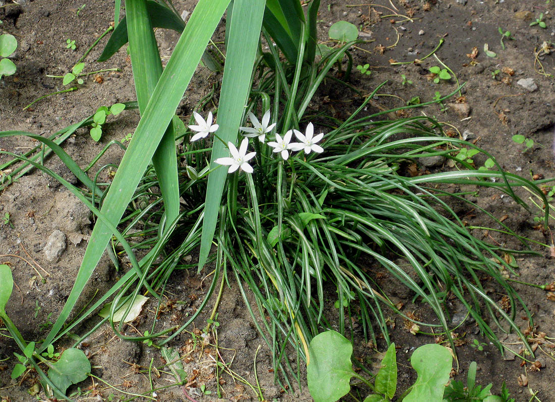 Image of Ornithogalum kochii specimen.