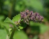 Salvia verticillata