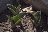 Tulipa greigii