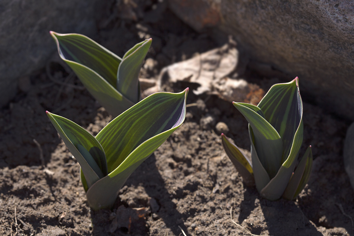 Изображение особи Tulipa greigii.