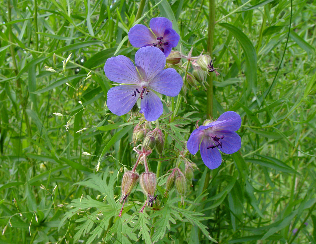 Изображение особи Geranium transbaicalicum.