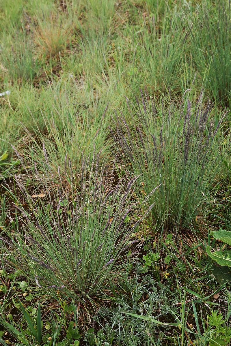 Изображение особи Festuca valesiaca.