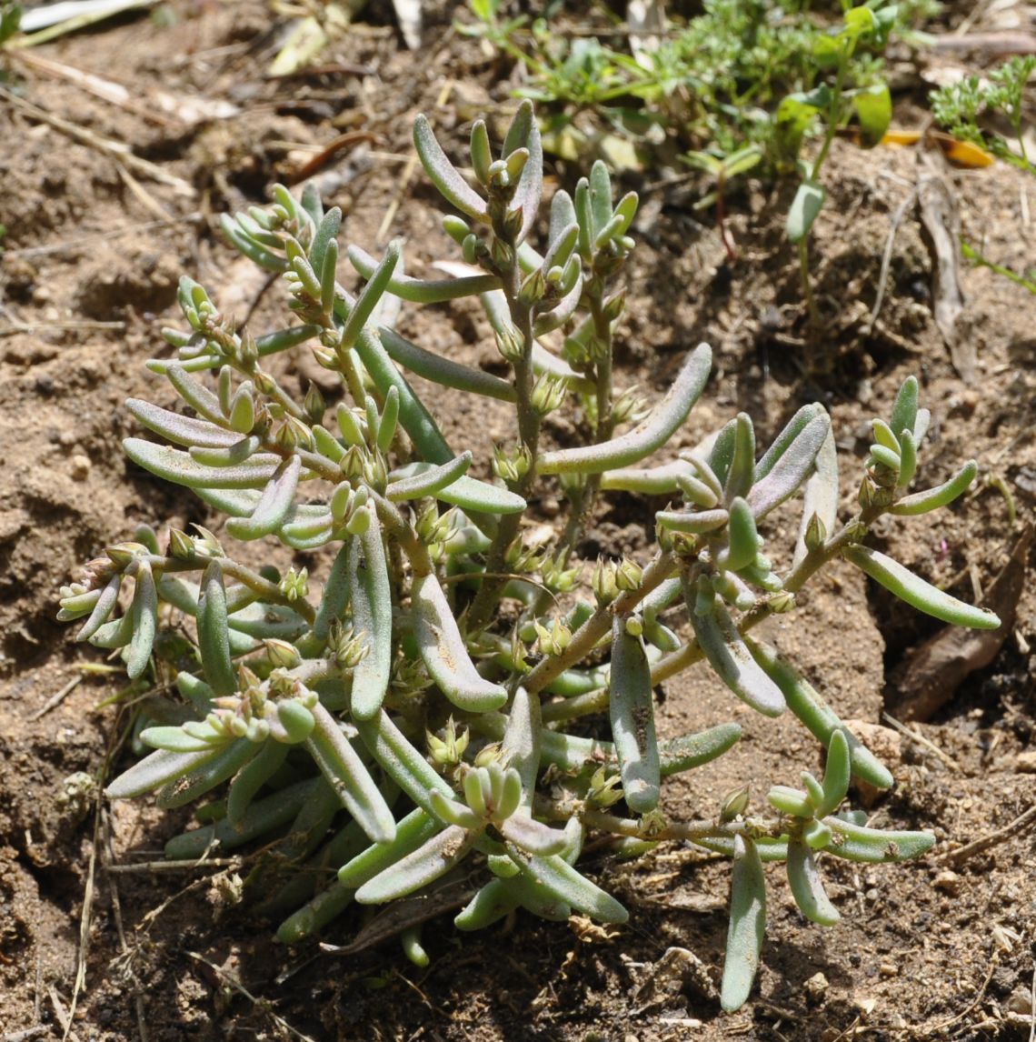 Изображение особи род Sedum.