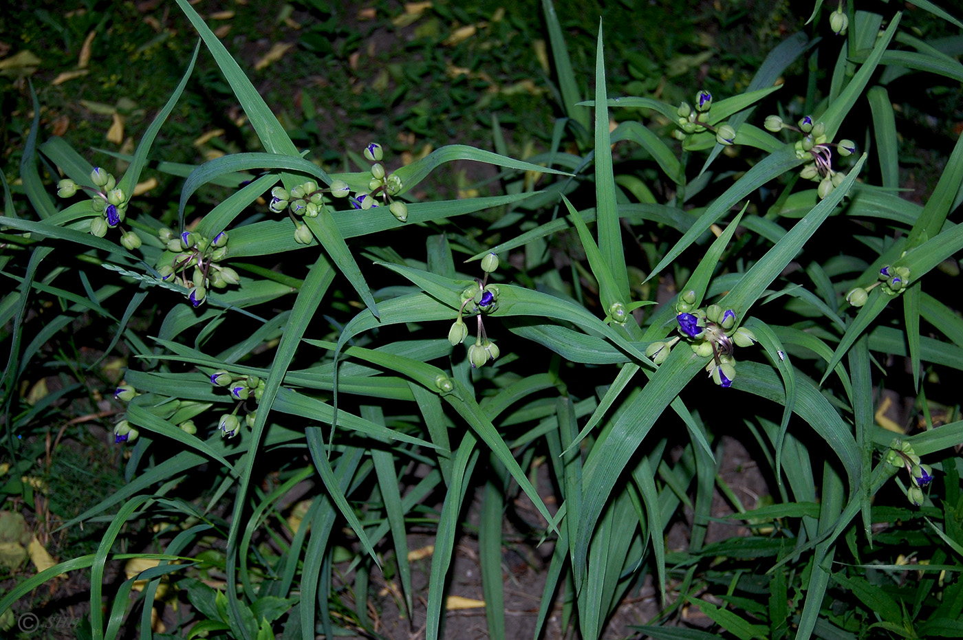 Image of Tradescantia virginiana specimen.