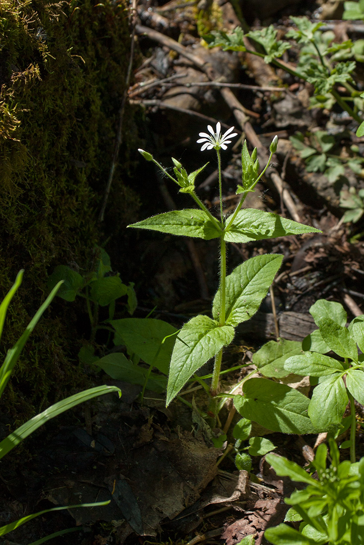 Изображение особи Stellaria nemorum.