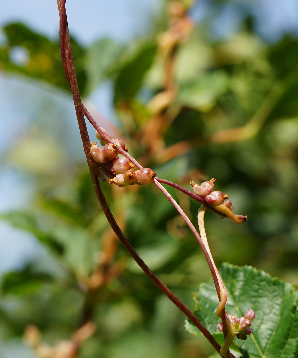 Image of Cuscuta lupuliformis specimen.