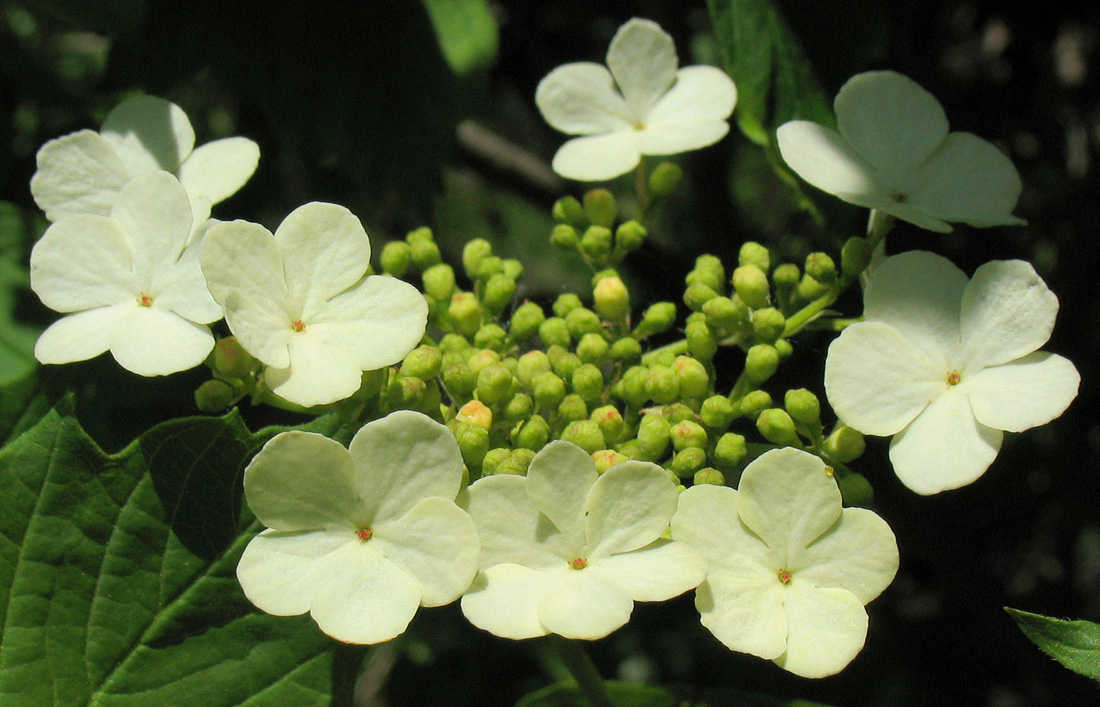 Изображение особи Viburnum opulus.