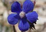Anchusa azurea