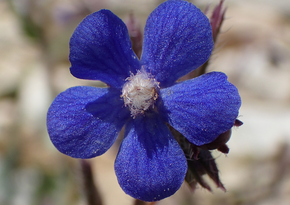 Image of Anchusa azurea specimen.