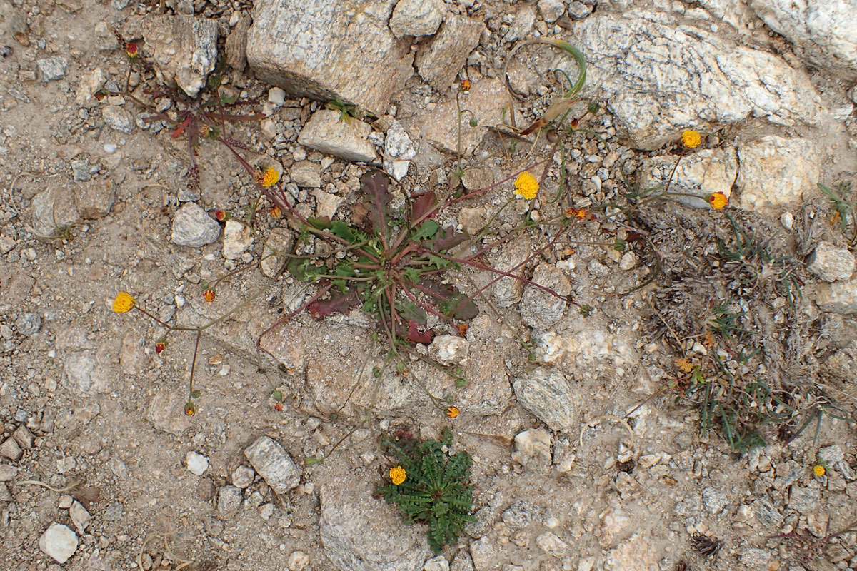 Image of Crepis neglecta ssp. graeca specimen.