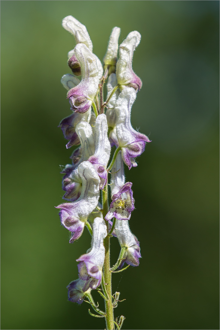 Изображение особи род Aconitum.