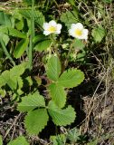 Fragaria viridis