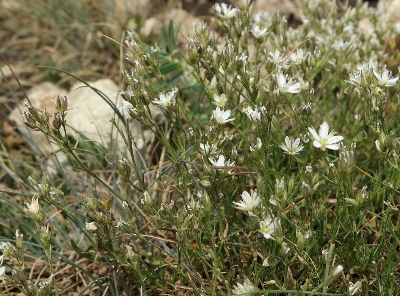 Image of Minuartia adenotricha specimen.