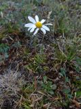 Chrysanthemum zawadskii. Цветущее растение. Республика Саха (Якутия), Момский р-н, горная система Черского, хр. Улахан-Чистай, высокогорный массив Буордах, окр. оз. Кытын-Кюэль. 21.07.2012.