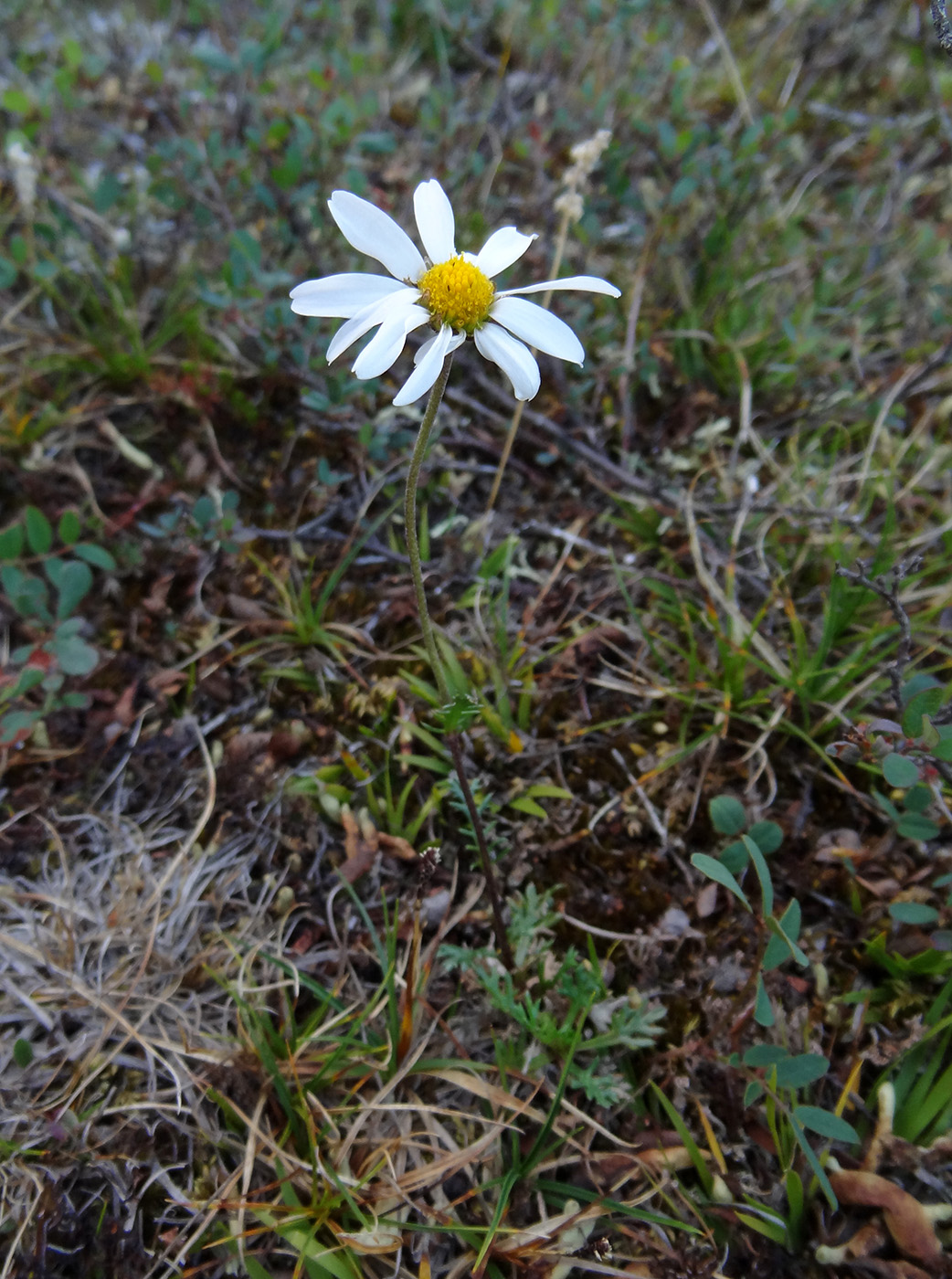 Image of Chrysanthemum zawadskii specimen.