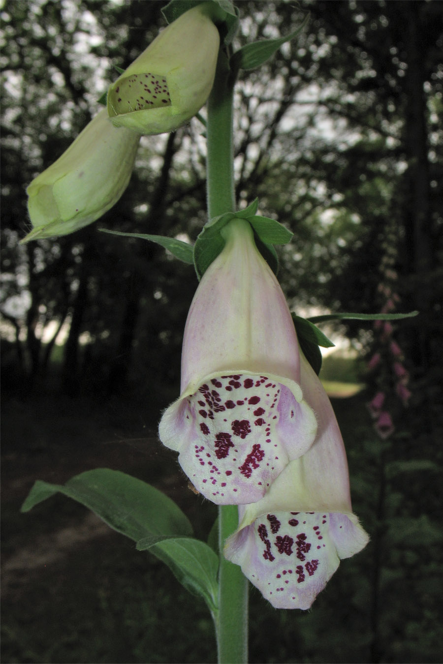 Изображение особи Digitalis purpurea.