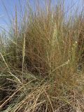 Ammophila arenaria ssp. arundinacea