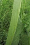 Cirsium pannonicum