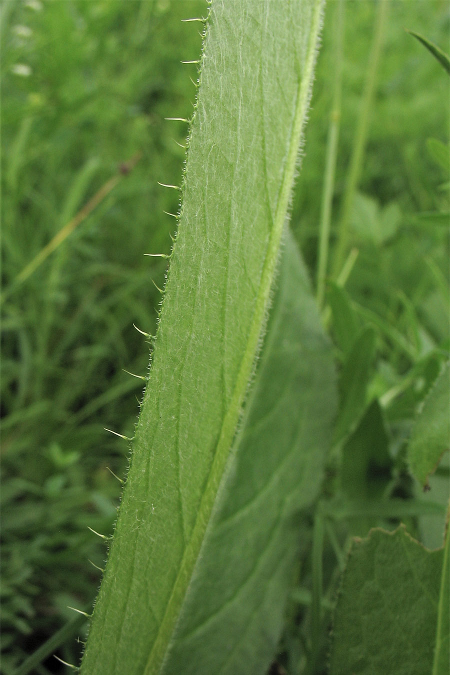 Изображение особи Cirsium pannonicum.