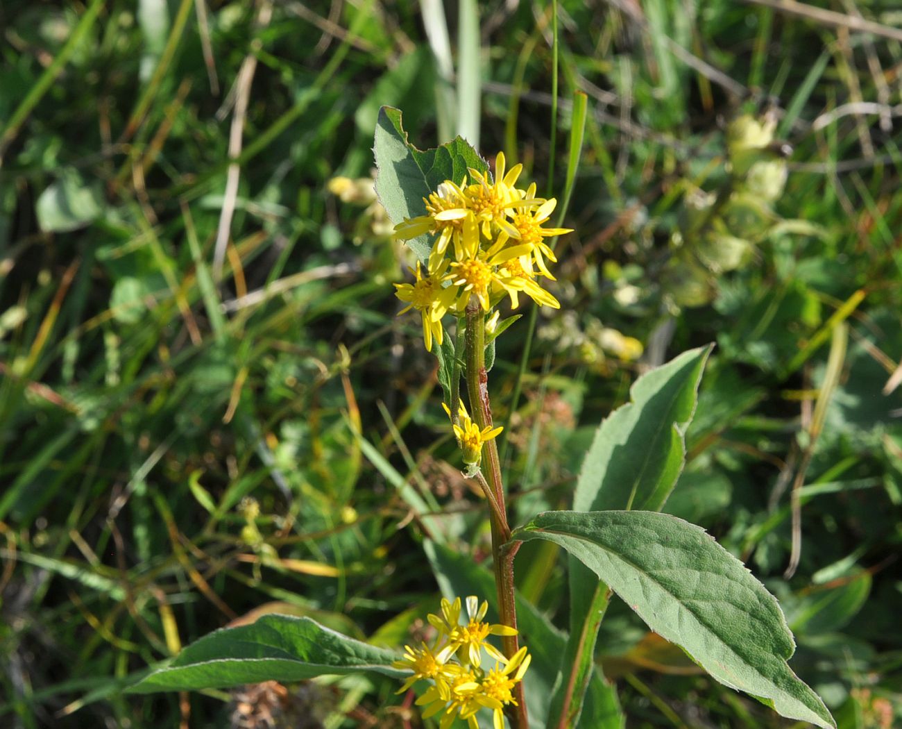 Image of Solidago virgaurea specimen.