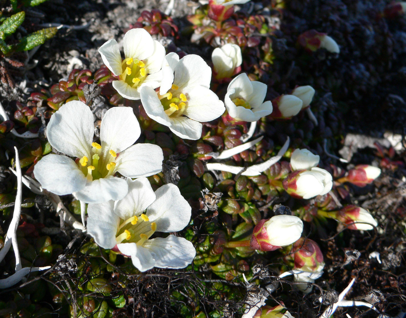 Image of Diapensia obovata specimen.