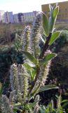 genus Salix. Веточка с соцветиями и листьями. Чукотка, Чаунский р-н, г. Певек, зелёная зона между микрор-нами. 15.06.2018.