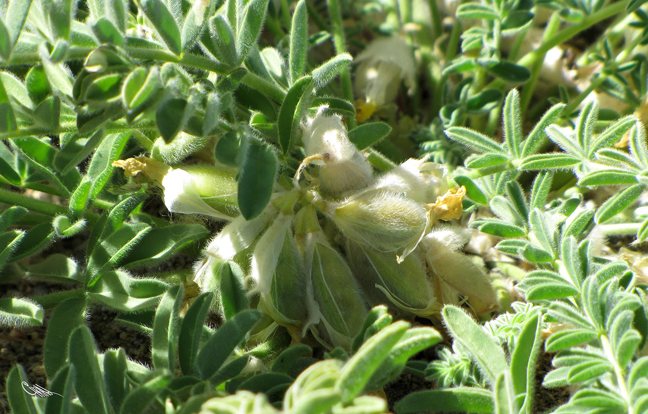Изображение особи Astragalus pamirensis.