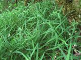 Stellaria holostea