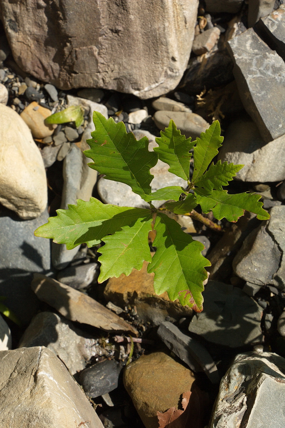 Image of genus Quercus specimen.