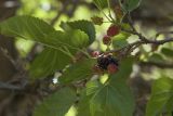 Morus alba