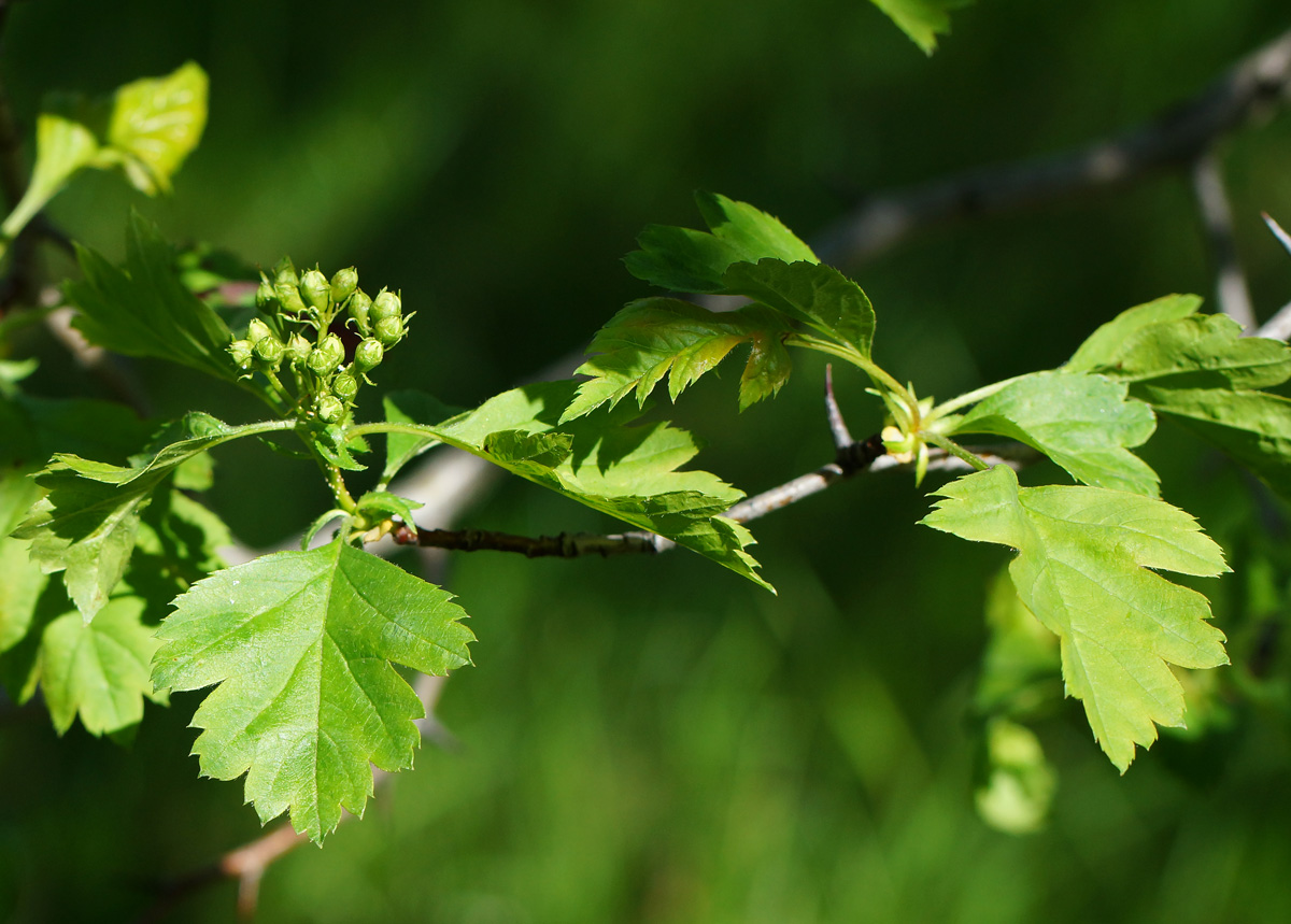 Image of Crataegus submollis specimen.