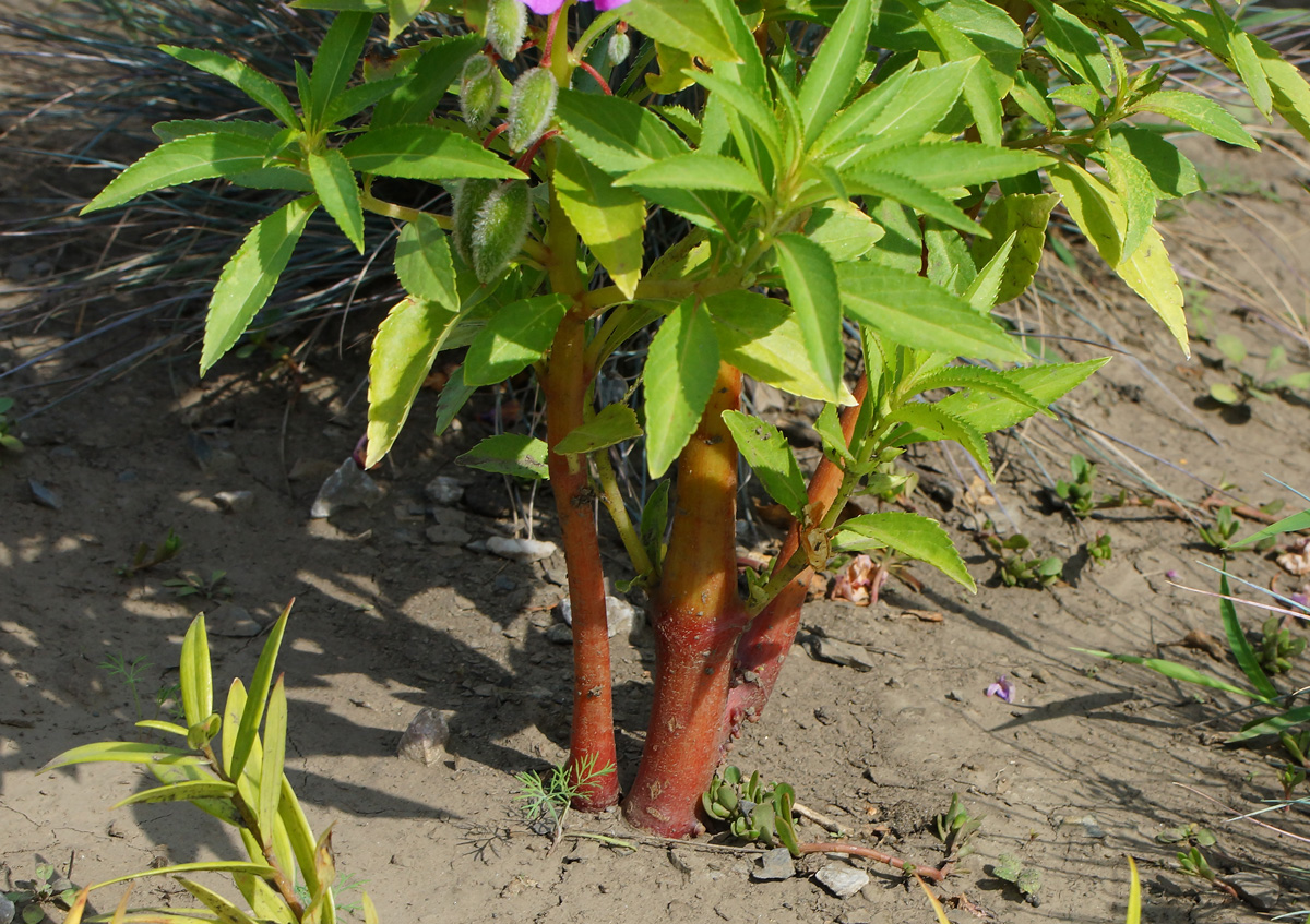 Image of Impatiens balsamina specimen.