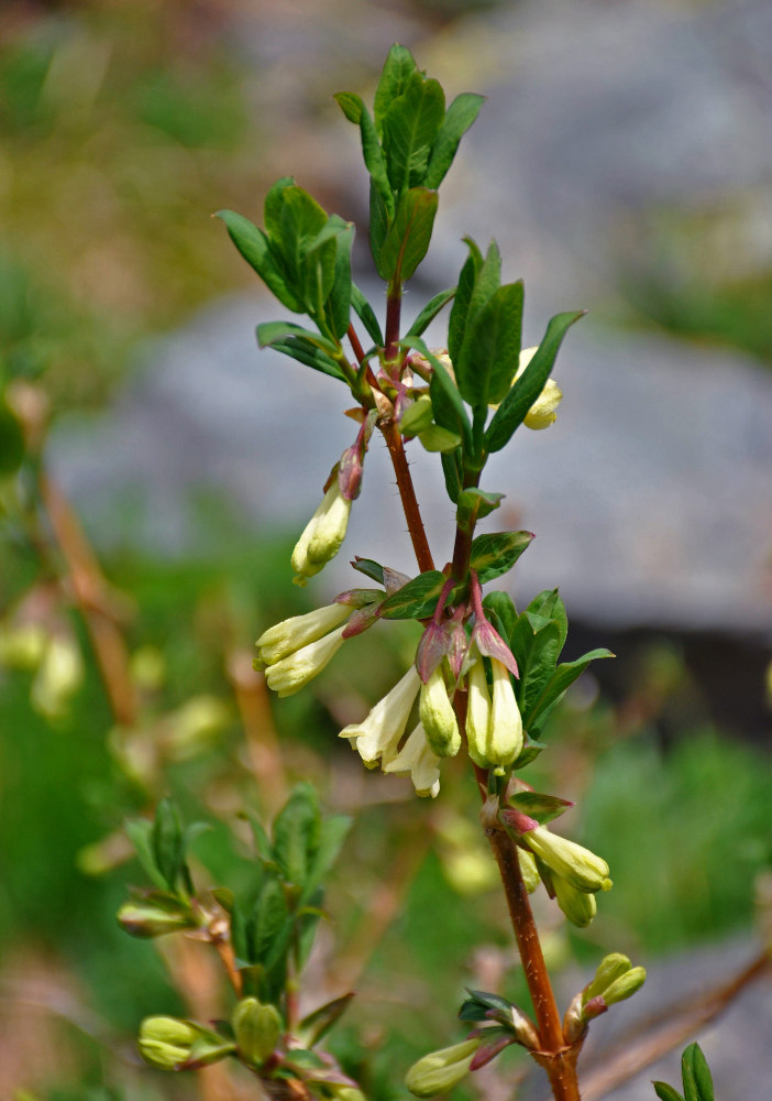 Image of Lonicera hispida specimen.