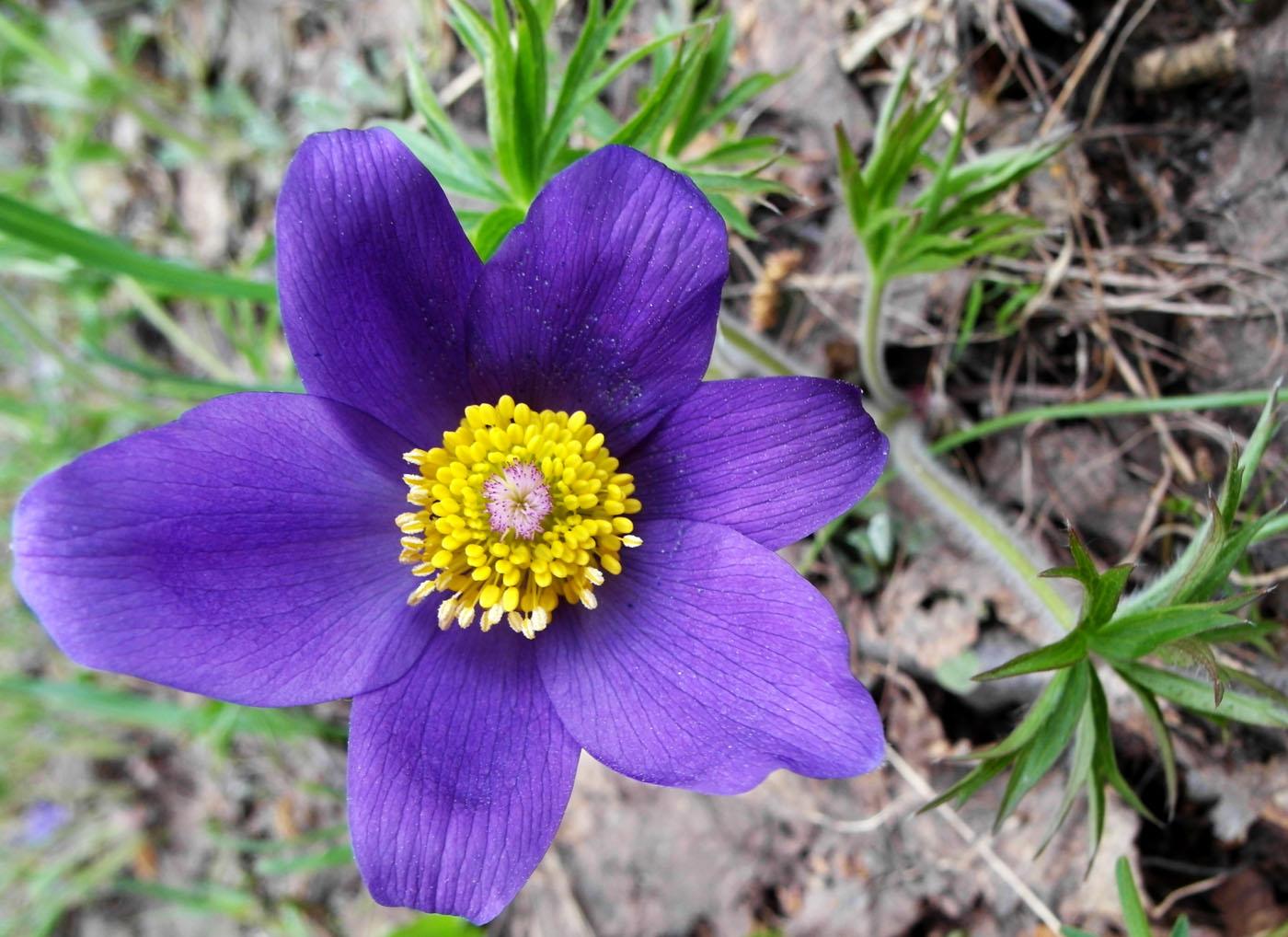 Image of Pulsatilla multifida specimen.