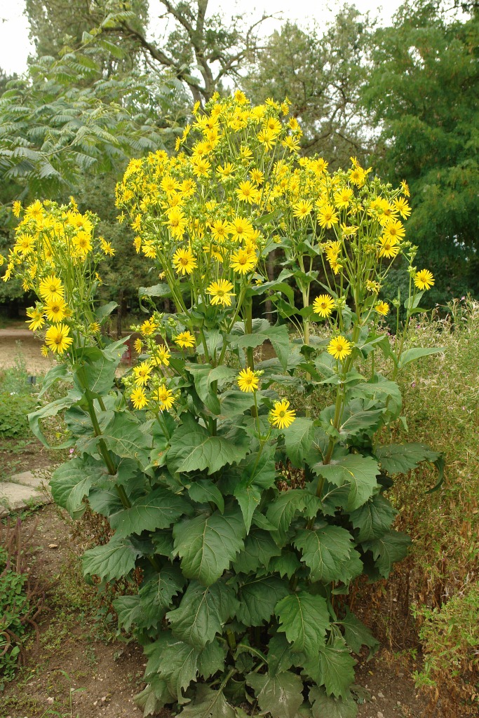 Image of Silphium perfoliatum specimen.